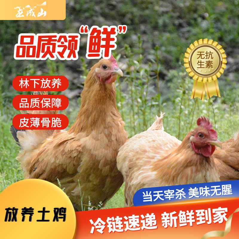 龙成山土鸡茶林散养新鲜月子营养老母鸡茶林鲜鸡冷链包邮