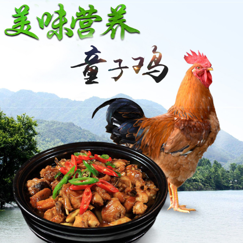 龙成山油茶林散养童子鸡放养土鸡皖西南土鸡2只1200克